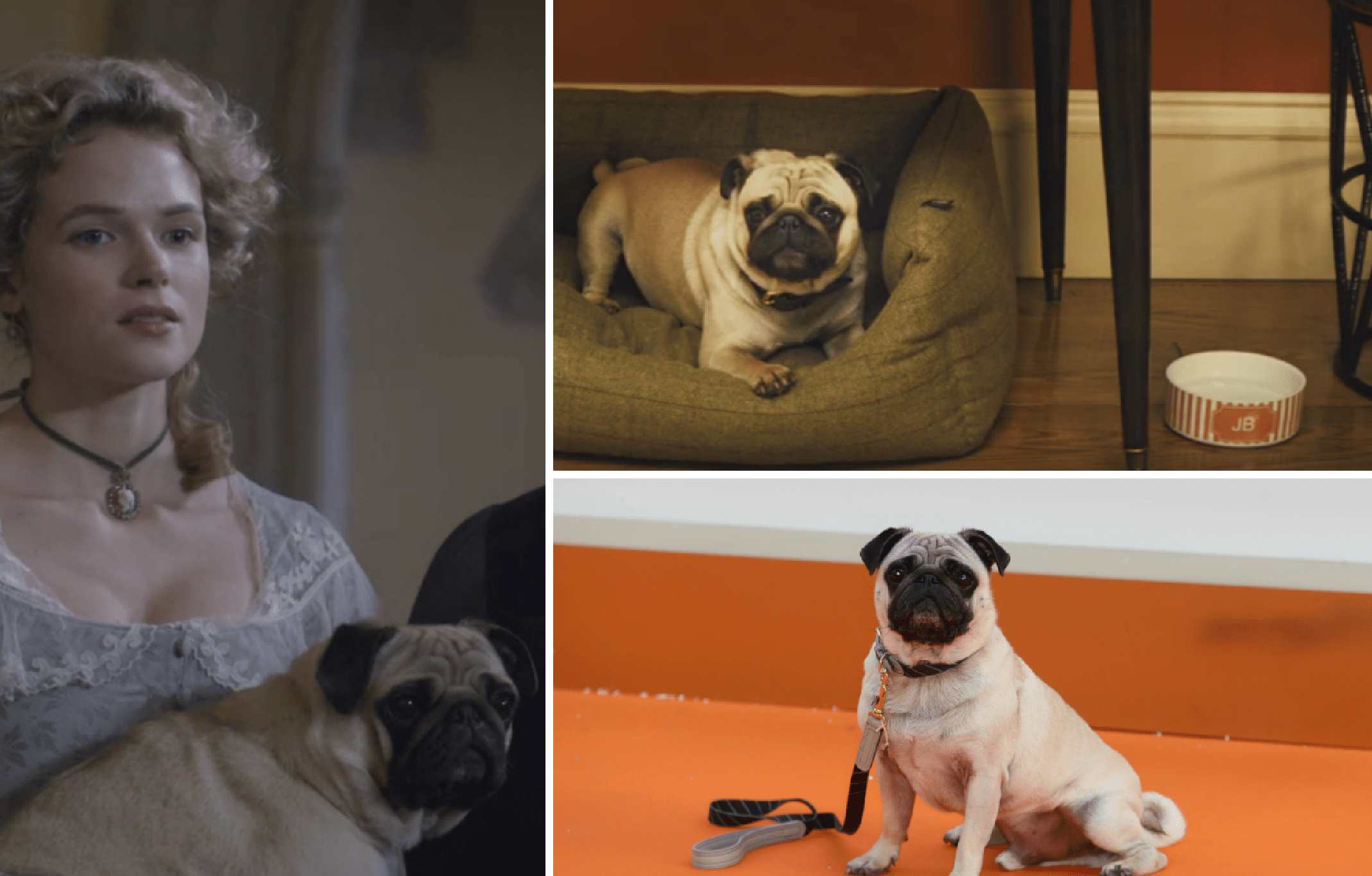 Das geheime Leben von Poldark und Kingsman Mops Sonny – der Hund, der berühmter ist als du jemals sein wirst