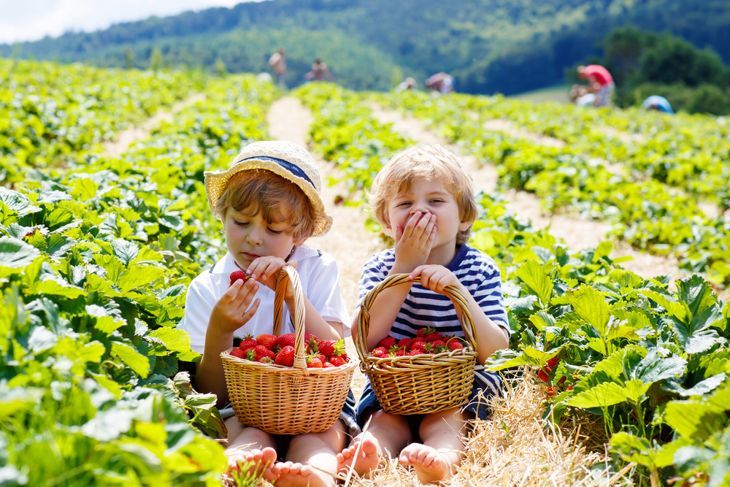 Zwei kleine Jungs essen Erdbeeren auf dem Feld