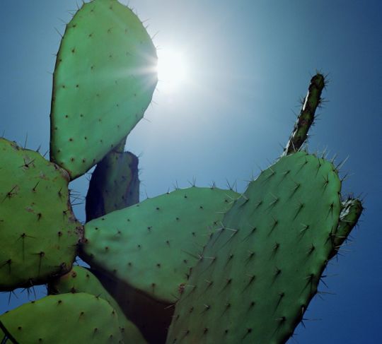 Kaktusfeige in der Sonne
