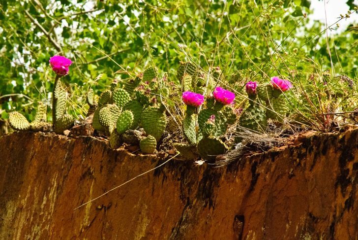 Allgemeines Kaktusfeigenfoto