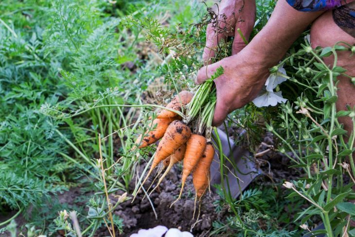 Karotten ernten