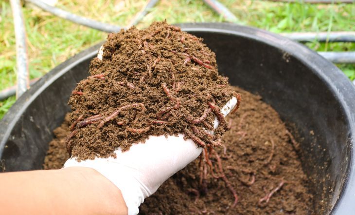 Wurmgussteile in Kompost mischen