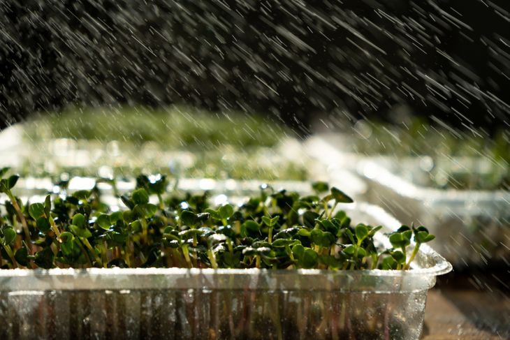 Microgreens werden mit Wasser besprüht