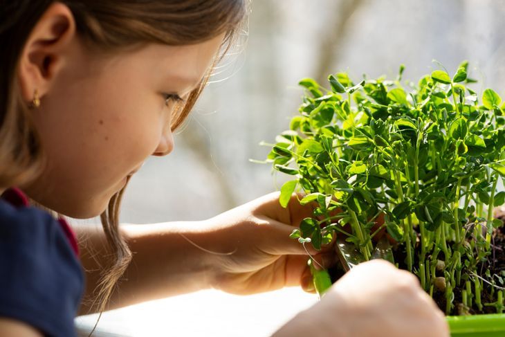 kleines Mädchen schneidet ihr eigenes Microgreens