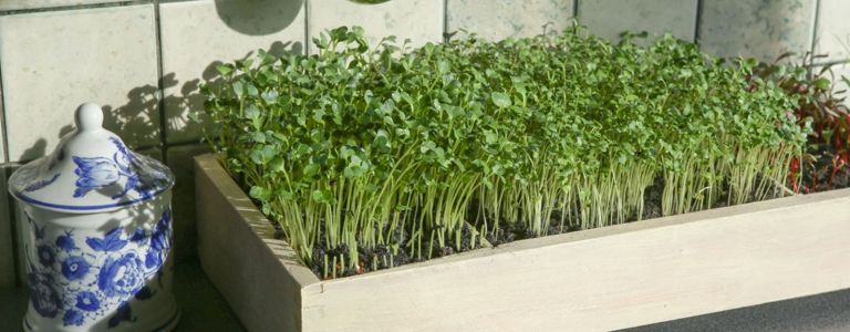 Microgreens zu Hause anbauen