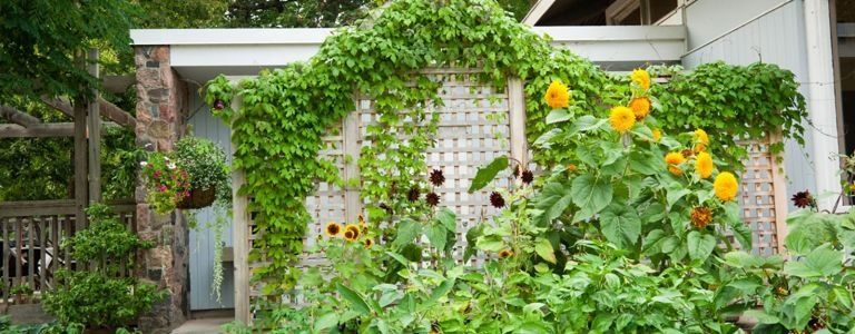 DIY Spalier-Ideen für Ihren Garten