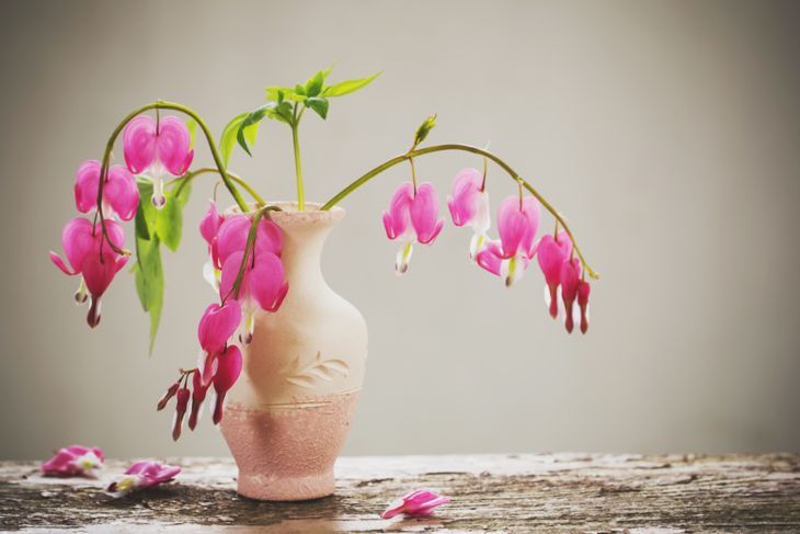 Blutendes Herz Blumen in Vase