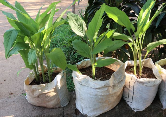 Kurkuma-Pflanzen in Säcken mit Erde, bereit zum Pflanzen
