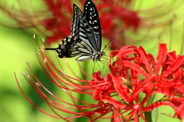 hirschresistente Schmetterlinge Lycoris