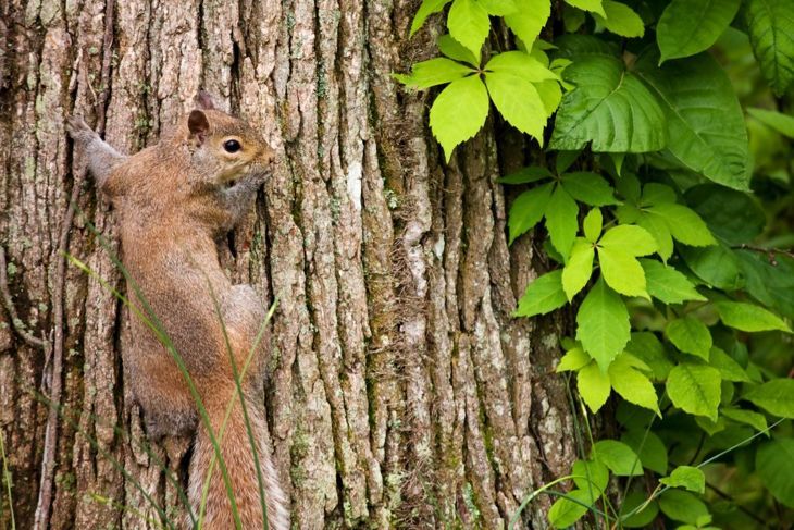 Wildtiere fressen Fruchtstiele Eichhörnchen