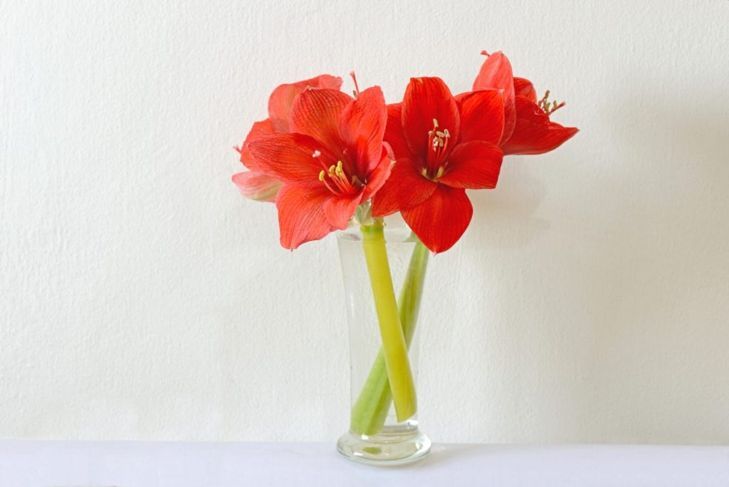 Rote Amaryllis in klarer Vase