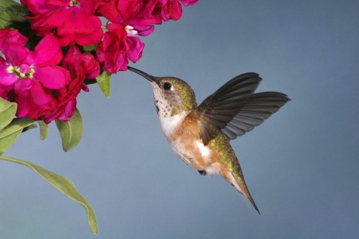 Roufus Kolibri Blume
