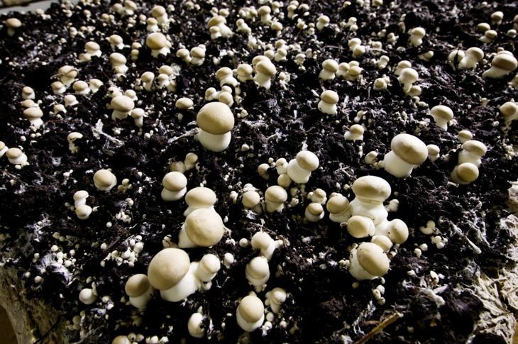 Pilze wie diese bevorzugen feuchte, dunkle Bedingungen.