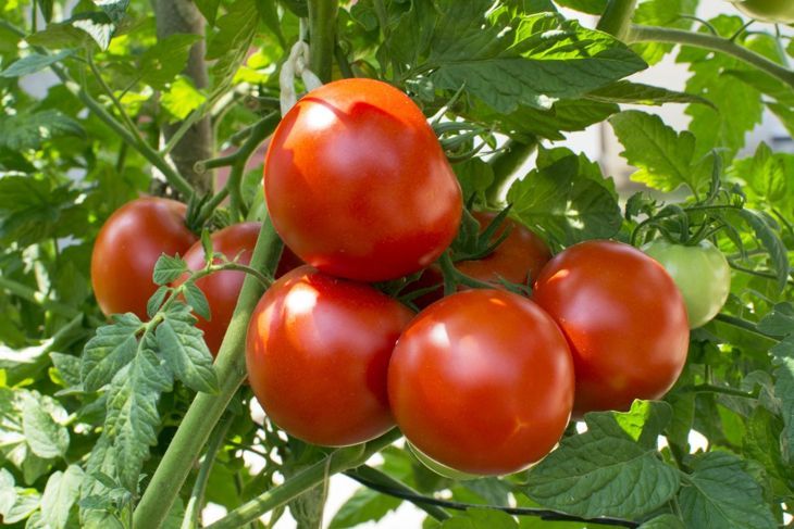 reife Tomatenpflanze