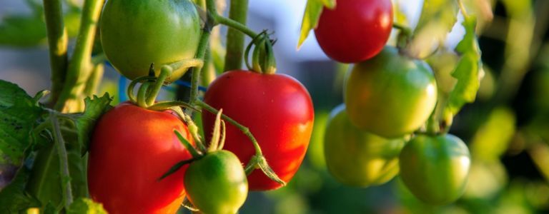 Top-Tipps für den Anbau der perfekten Tomaten