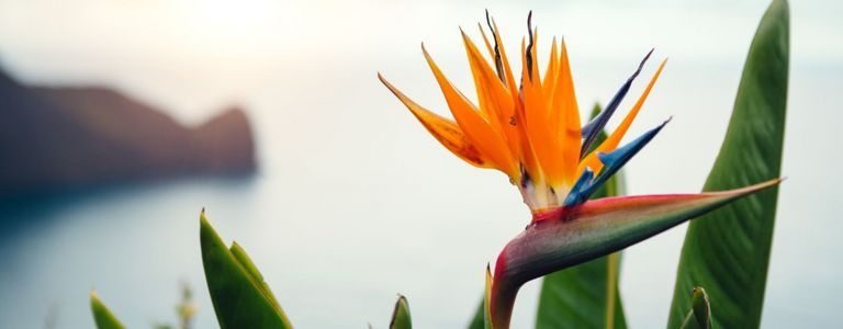 Wie man den eleganten, exotischen Paradiesvogel anbaut