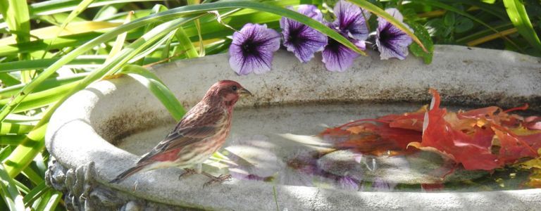 Tipps, um Vögel und Schmetterlinge in Ihren Garten zu ziehen