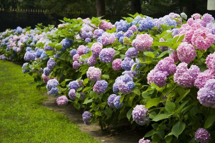 Hortensien blühen in vielen Farben.
