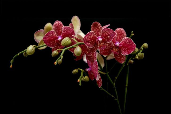 rote Schmetterlingsorchideen