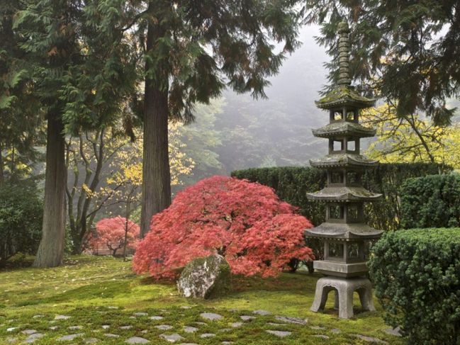 Baum in einem japanischen Garten.
