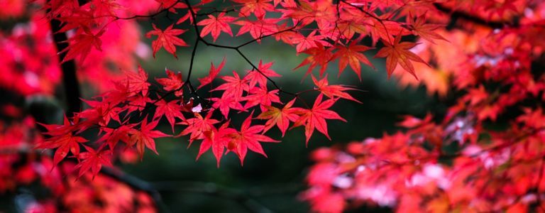 Beleuchten Sie Ihren Garten mit einem japanischen Ahorn
