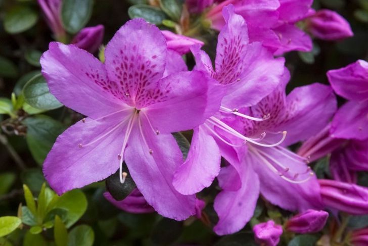 Lila Rhododendron.
