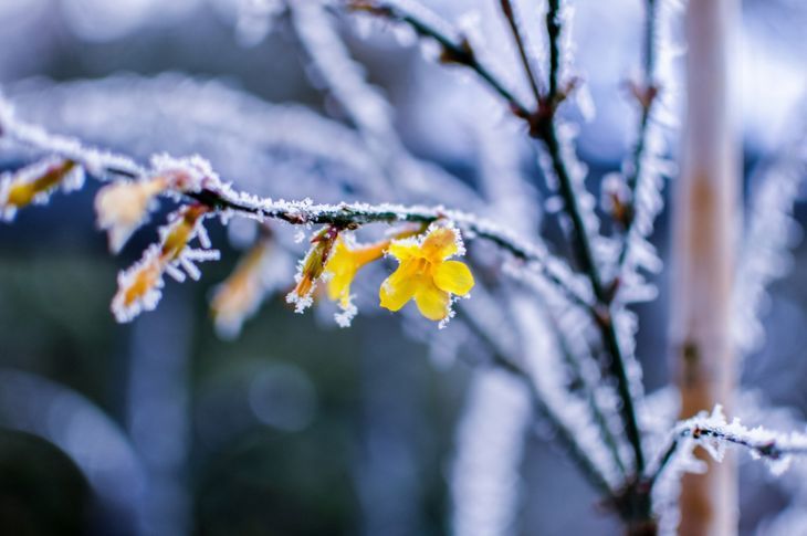 gelber oder Winterjasmin mit Schnee auf den Zweigen