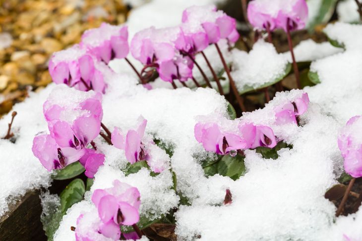 rosa Alpenveilchen blühen durch den schneebedeckten Busch