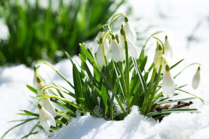 Schneeglöckchenblumen blühen aus dem Schnee