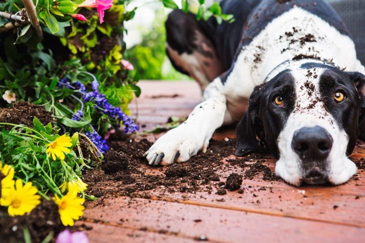 Mischen Sie Ihr Knochenmehl gleichmäßig in die Erde, damit Ihr Haustier gewinnt