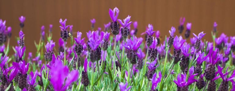 Tipps für den Anbau eigener Lavendelpflanzen