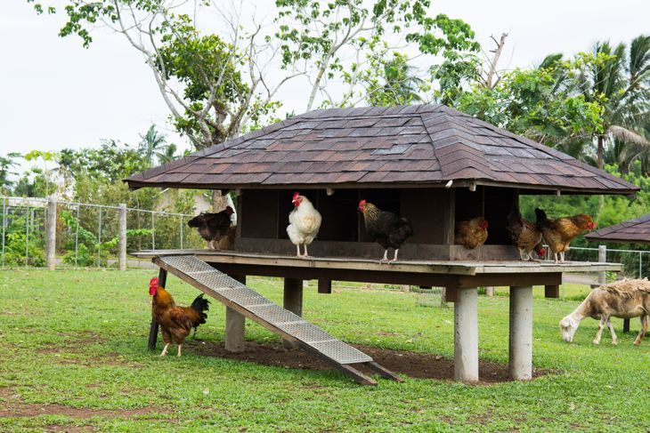 erhöhter Hühnerstall schützt Hühner