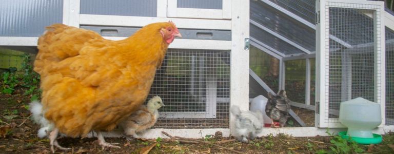 DIY Hühnerstall-Ideen für jedes Zuhause