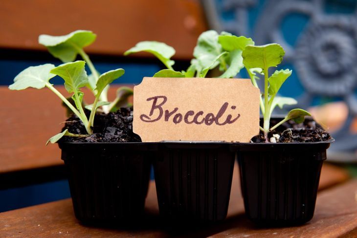 Umpflanzen von Brokkoli-Sämlingen Abstand, wenn