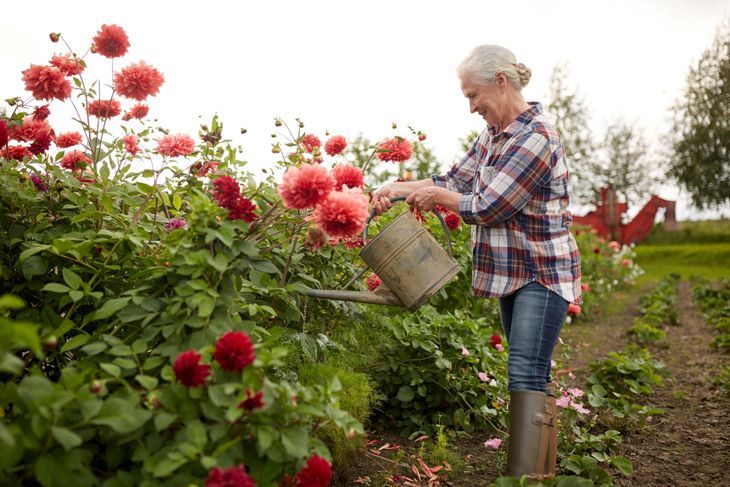 Frau gießt großen Dahliengarten