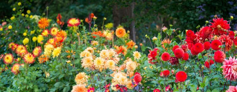 Pflanzen und Wachsen von Dahlien in Ihrem Garten