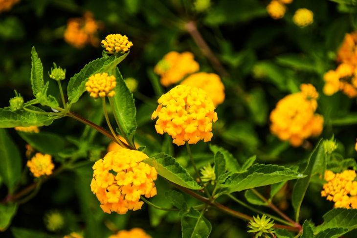 Lantana Flowers Kolibri zieht einjährig an