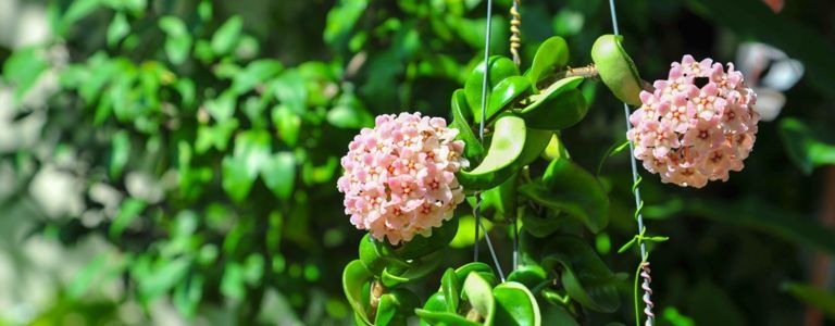 Wachstumstipps für einen duftenden Bloomer: Die Hoya-Pflanze