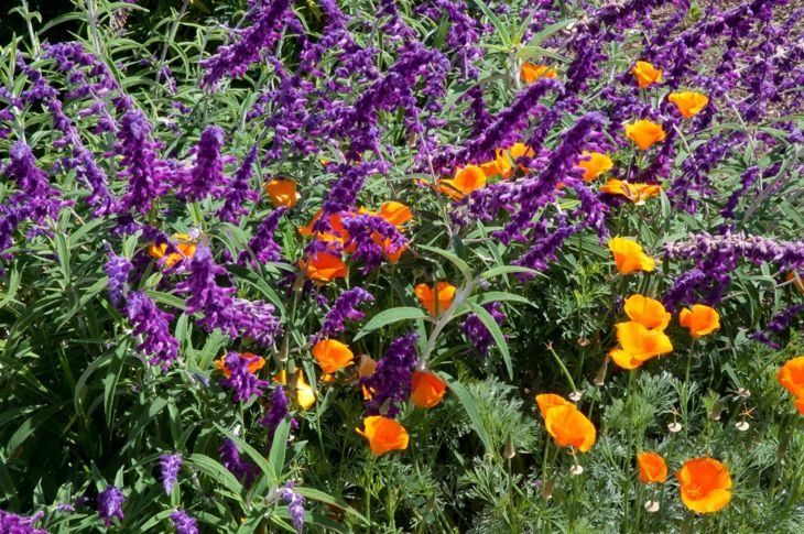 Blumenbeete in Kontrastfarben anbauen