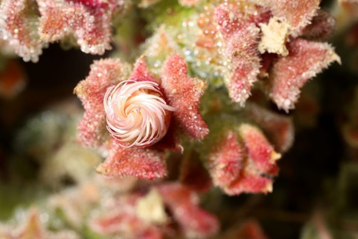 Laub einzigartiges Mesembryanthemum crystallinum