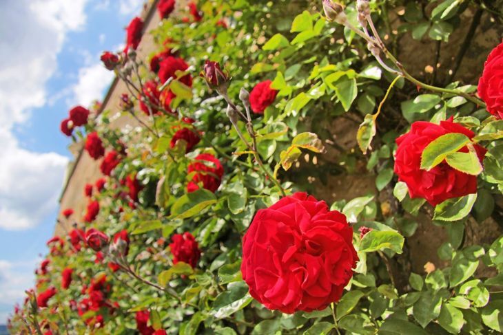 Klassische kletternde rote Rose.