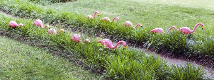 HOA reglementiert Flamingos