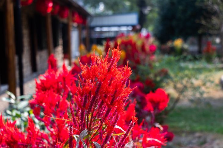 Amaranthfamilie der roten Blume. Celosia-Pflaumenpflanze. Sommerblühende Pflanzen in einem Blumenbeet.