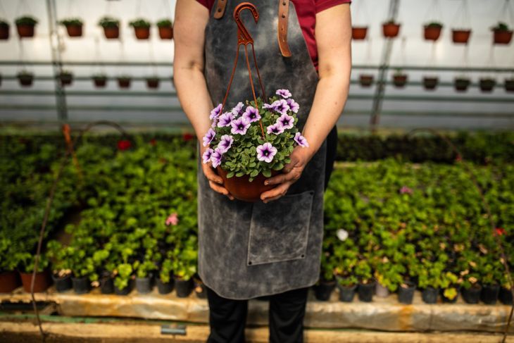 Nicht erkennbare Frau, die Petunie im Blumentopf hält, im Gewächshaus steht und Schürze trägt