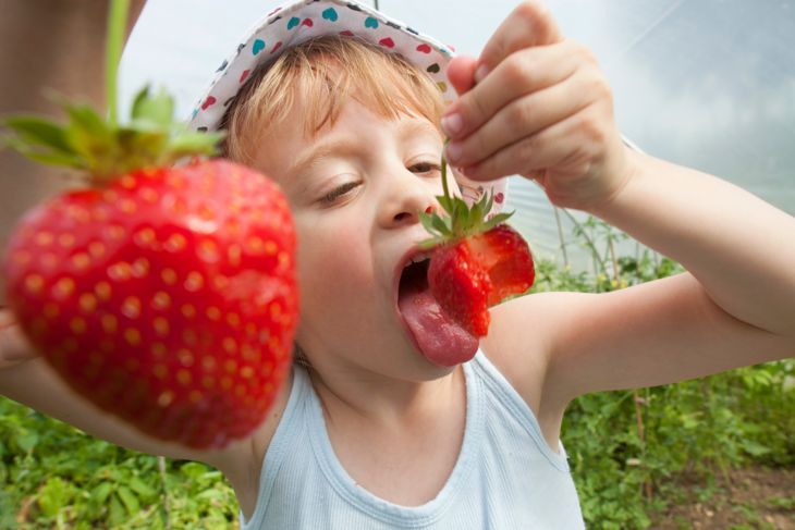 Junges Mädchen, das Erdbeeren isst, nachdem es sie gepflückt hat