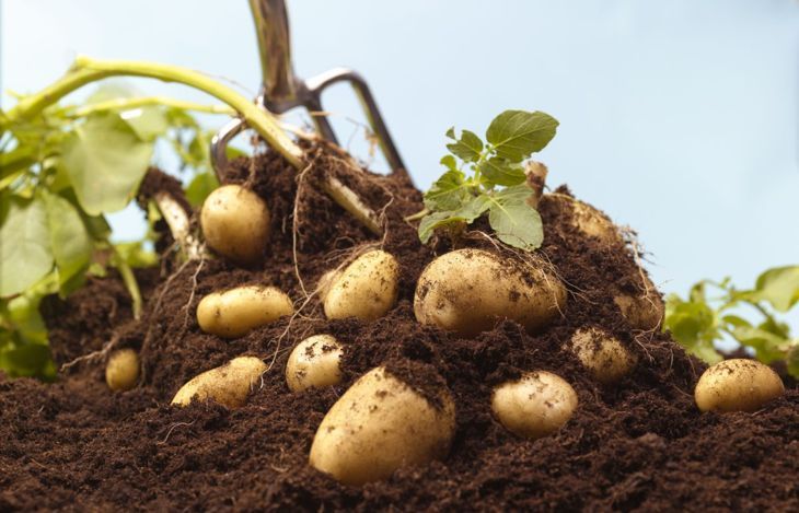 Kartoffeln im Boden