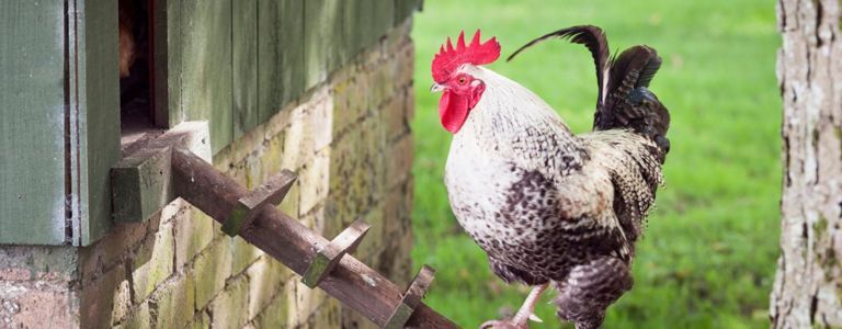 Bauen Sie den perfekten Hühnerstall im Hinterhof