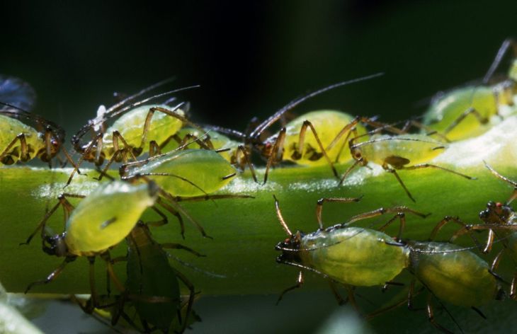 Schädlinge Spinnmilben Krankheit Blattläuse