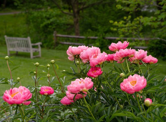 Foto von rosa Pfingstrosenpflanzen in voller Blüte auf einem formalen Garten.