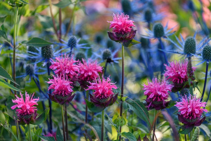 Garten Nahaufnahme von rosa Bienenbalsam in voller Blüte, mit blauer Distel im Hintergrund
